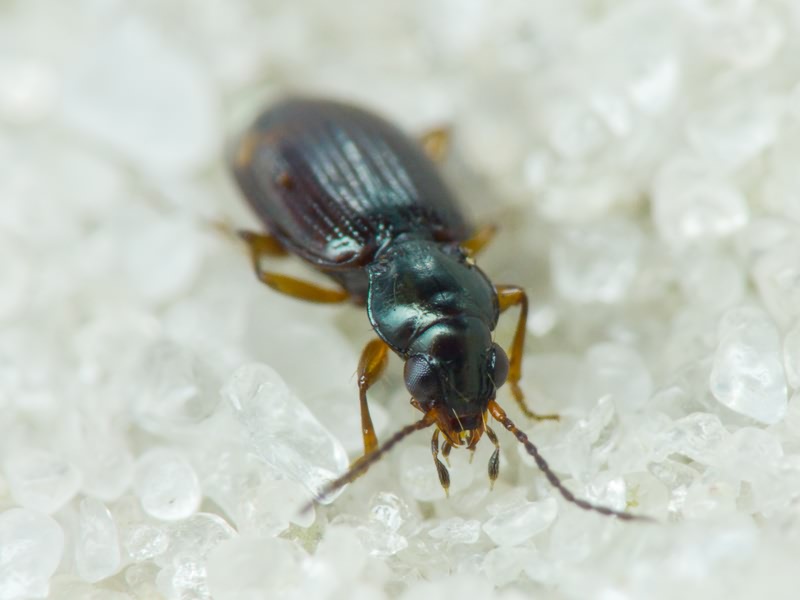 Bembidion Latreille, 1802